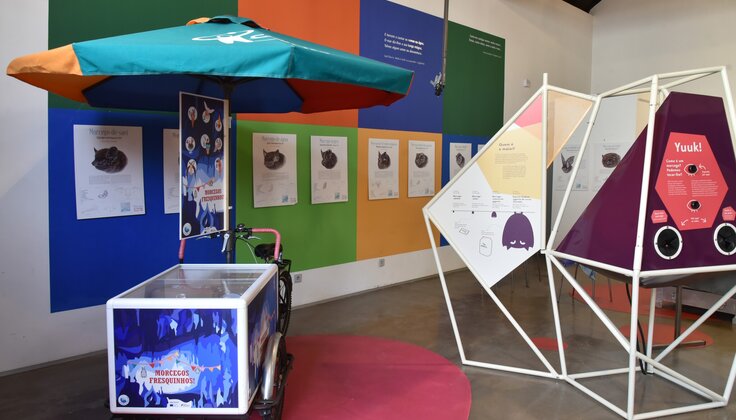 morcegosccvvc3_1_736_420