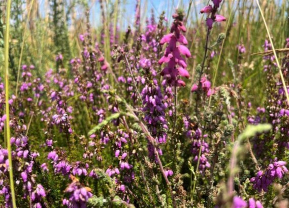 Bosques Norte Litoral